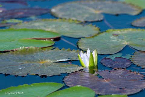 20191124__00048-33 Le long du canal qui relie le lac Inle au lac Sagar, fleurs de lotus